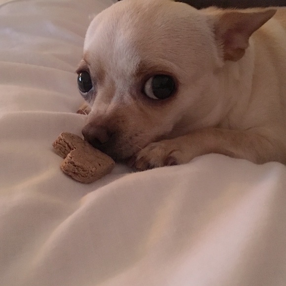 posh_pup